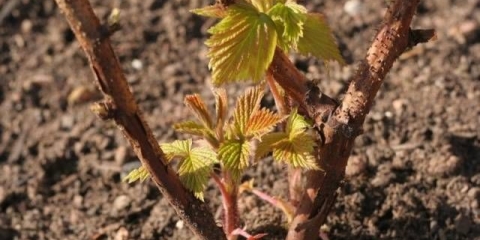 Kako posaditi ribizle u jesenjim sadnicama
